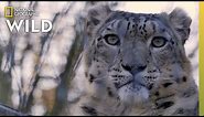 Snow Leopards 101 | Nat Geo Wild