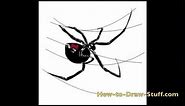 How to Draw a Black Widow Spider Step By Step