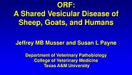 PPT - ORF: A Shared Vesicular Disease of Sheep, Goats, and Humans PowerPoint Presentation - ID:733290