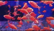 The Brightest Red Aquarium Fish EVER !!! Glowlight Chilli Rosy Barbs