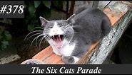 Cat yawning compilation