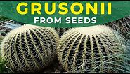 HOW TO GROW ECHINOCACTUS GRUSONII FROM SEEDS? | Barrel cactus propagation