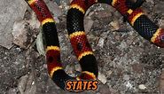 The 8 Most Vibrant Snakes of the USA - Eastern Coral Snake - Part 01