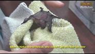 Feeding a Native Baby Bat