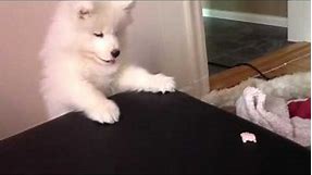 Cutest samoyed puppy wants the candy