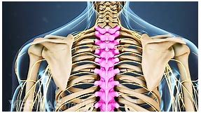 Spine Anatomy Overview Video