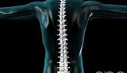 Spine Flexing - Vertebral Column - 3D Medical Animation || ABP ©