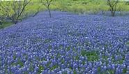 Keep Texas Wild: Blackland Prairie