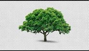 HD trees with alpha for compositing and visualization.