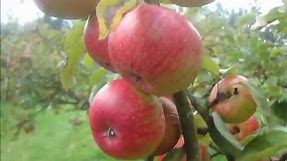 Heritage apple varieties