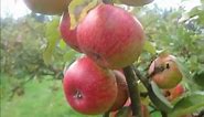 Heritage apple varieties