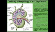Anatomy & Physiology of Lymph Nodes