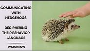 Decoding Hedgehog Language: Understanding Behavior and Communication | Cracking the Hedgehog Code