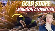 Gold Stripe Maroon Clownfish - Everything You Need to Know - Watch Before You Buy!