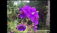 Slideshow of flowering plants_blooms in the tropics | Gardens in Jamaica
