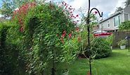 Cardinal Climber vine in the backyard to attract hummingbirds and butterflies