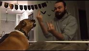 Dog Really Hates Middle Finger Compilation 2017 👍