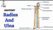 Anatomy | Bones of the Forearm - Radius and Ulna