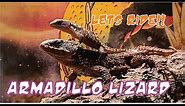 Forrest Armadillo lizard Care Guide