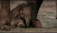 Elephants Welcome Newborn Calf | Spy in the Herd | BBC Earth