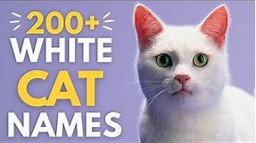 200+ UNIQUE & RARE Names for a WHITE CAT 🤍| Unisex Cat Names for your White Cat