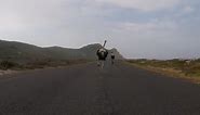 Cyclists chased by an ostrich. The funniest thing you'll see today