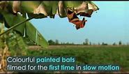 The Painted Bat - Did You See This Bat Before? 😮