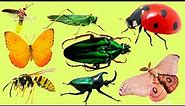 Learn Name and Sounds of Insects for Children | Teach Insects in English