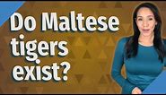 Do Maltese tigers exist?