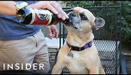 Dogs Can Drink This Beer