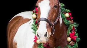 Wishing everyone a very Merry Christmas! ❤️ Thank you to all the beautiful horses ❤️🎁🤩 Looking forward to a lot more adventures in 2024! 🎉❤️🌟 www.sadiepennphotography.com | Penn Equine Photography