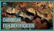 the ULTIMATE Caribbean Fish Identification Guide // Whale Shark & Oceanic Research Center