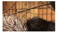 Porcupine gives birth to adorable baby at wildlife center