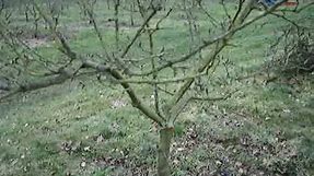 Fruitwise guide to pruning apple trees-part 1