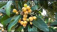 The Loquat Tree and Fruit