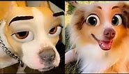 Funny Pets Try on Snapchat Filters - Try Not To Laugh || PETASTIC 🐾