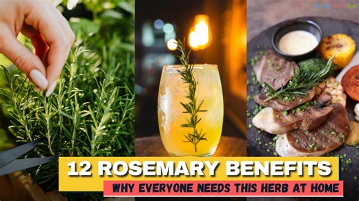 Discover 12 Health And Wellness Benefits Of Rosemary