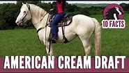 10 Fascinating Facts About the American Cream Draft Horse