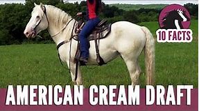 10 Fascinating Facts About the American Cream Draft Horse