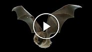 ScienceTake | Secrets of the Bat Wing