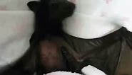 Cute baby bat flapping and yawning #bat #batzilla | bat eating banana