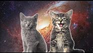 [10 Hours] Space Cats - Magic Fly (by Enjoyker) - Video & Singing Cats [1080HD] SlowTV