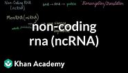 Non-coding RNA (ncRNA) | Biomolecules | MCAT | Khan Academy