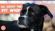 Whippet Pitbull Mix (Pit Whip): Everything You Need To Know