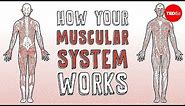 How your muscular system works - Emma Bryce