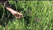 Hairy vetch in a pasture situation