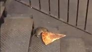 Meet Pizza Rat: New York’s hungriest rodent – video