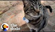 Guy Makes His Cat A Tiny Collar Camera To See What He's Up To Outside | The Dodo Cat Crazy