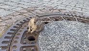 This Chonky Rat Wedged In A Manhole Has Joined The Extended Famous Rat Fam