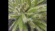 How my Hylocereus undatus has grown | Repotting my dragon fruit cactus | Epiphytic cactus |